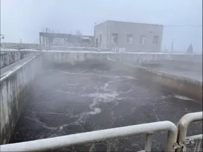 Бактерии, разлагающие бензол